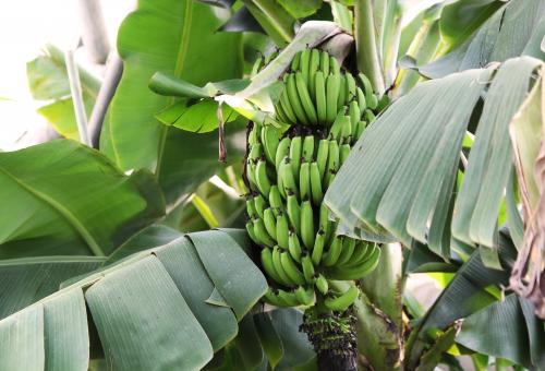 Bananas growing from plant